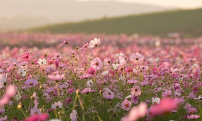 Pink cosmos flowers in a field at sunset.  Soft pastel colors fill the field
