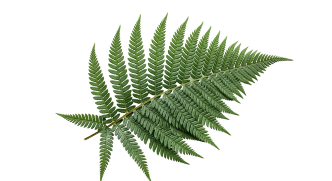A single green fern frond with its delicate pointed leaflets spread out showcasing its natural beauty and intricate structure