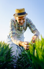 Adult farmer standing in green wheat field examining crop.