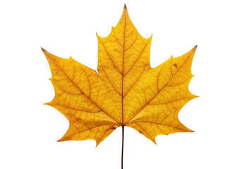 Fototapeta premium Pristine golden-yellow, brown autumn maple leaf, intricate veins, subtle imperfections, flat lay on transparent background, shadowless macrophotography, concept of seasonal beauty and change