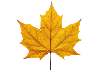 Pristine golden-yellow, brown autumn maple leaf, intricate veins, subtle imperfections, flat lay on transparent background, shadowless macrophotography, concept of seasonal beauty and change
