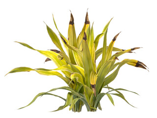 Golden Crinum Plant isolated on transparent background PNG. Golden Crinum Plant leaves isolated on white background. decorative house plant PNG isolated on Transparent background.	
