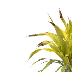 Golden Crinum Plant isolated on transparent background PNG. Golden Crinum Plant leaves isolated on white background. decorative house plant PNG isolated on Transparent background.	

