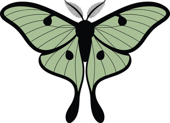 Green luna moth vector illustration, symmetrical butterfly insect design, isolated clipart, nature inspired artwork, decorative moth drawing, entomology graphic