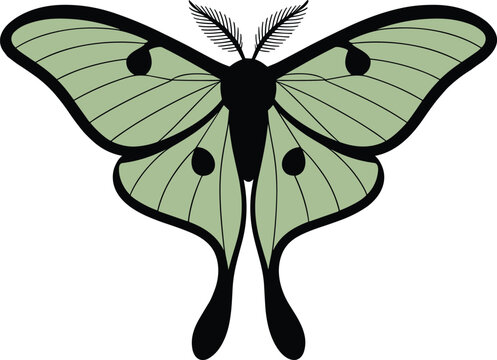 Green luna moth vector illustration, symmetrical butterfly insect design, isolated clipart, nature inspired artwork, decorative moth drawing, entomology graphic