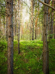Fototapeta premium Morning light and sun rays in pine forest, green moss, natural background