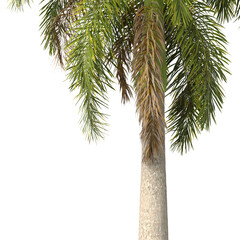 Roystonea regia palm tree isolated on transparent background. single royal palm tree isolated on...