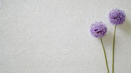 Two purple allium flowers against a textured white background.