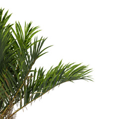 salacca zalacca palm tree isolated on transparent background. single Salak palm tree PNG isolated on transparent background. palms leaves isolated on transparent background.