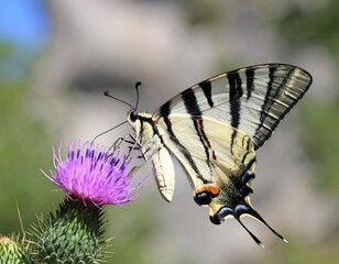 Butterfly on thistle (1)
