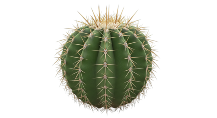 A round green golden barrel cactus plant covered in sharp spines is a common desert succulent