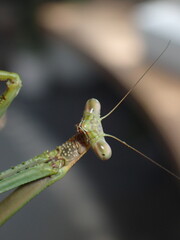 green praying mantis