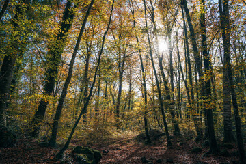 Autumn forest full of color sunlight trees moss and natural textures
