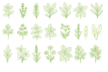 Botanical illustration featuring various herbs and leaves against a white background in a detailed and artistic design