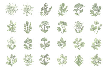 Various botanical illustrations showcasing intricate details of herbs and flowers in green tones