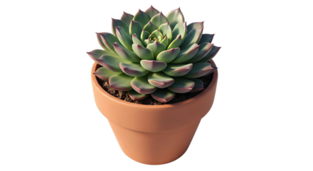 A beautiful green succulent plant in a terracotta pot displaying its unique rosette shape and hardy foliage for indoor gardening