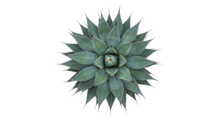Striking symmetrical geometric blue green agave succulent plant top view in detail showcasing its unique rosette pattern