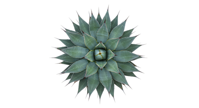 Striking symmetrical geometric blue green agave succulent plant top view in detail showcasing its unique rosette pattern