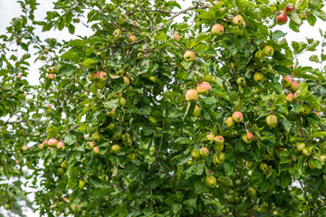 Ripe Apples on Tree in Orchard