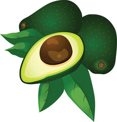 whole and half avocado illustration