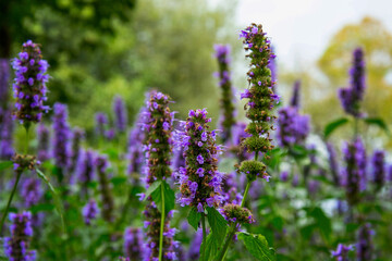 Obraz premium A field of beautiful purple flowers