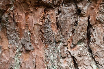 Old tree bark texture background.