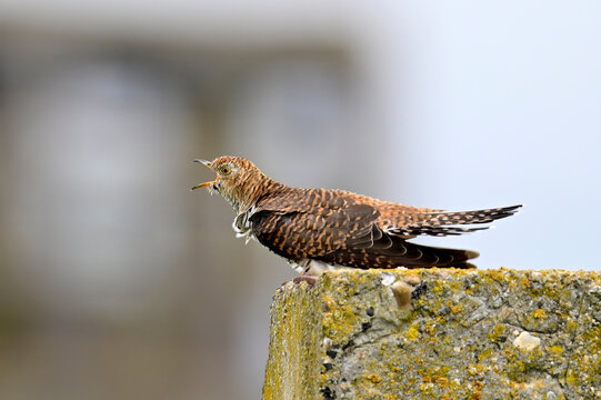 Kuckuck (Cuculus canorus) - braune Morphe eines M&auml;nnchens // Cuckoo (Cuculus canorus) - brown morph of a male