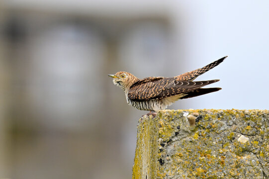Kuckuck (Cuculus canorus) - braune Morphe eines M&auml;nnchens // Cuckoo (Cuculus canorus) - brown morph of a male