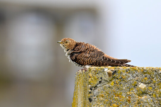 Kuckuck (Cuculus canorus) - braune Morphe eines M&auml;nnchens // Cuckoo (Cuculus canorus) - brown morph of a male
