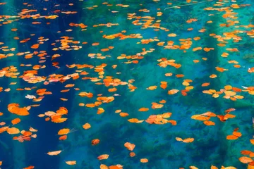 Gardinen Fallen Autumn leaves on the surface of a clear lake. Mountain lake. Natural composition as a background and texture. Photo for background, wallpaper, postcards.  © biletskiyevgeniy.com