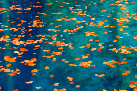 Autumn leaves on the surface of a clear lake. Mountain lake. Natural composition as a background and texture. Photo for background, wallpaper, postcards.