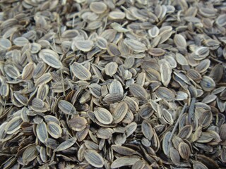 Foeniculum vulgare, called Sohoehyang in Korea, is a fennel seed herb. It aids digestion, warms the...