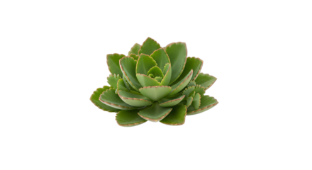 A small green succulent plant with fleshy leaves arranged in a rosette pattern showing natural botanical beauty and healthy growth