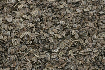 Foeniculum vulgare, called Sohoehyang in Korea, is a fennel seed herb. It aids digestion, warms the...