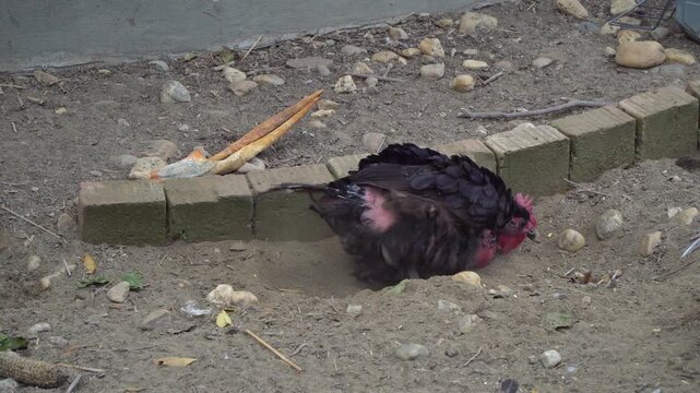 Close-up of a Naked-Neck chicken scratching and digging a hole in the ground in Puszta, Hungary.