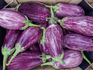 Raw graffiti eggplants on a vegetable market, top view