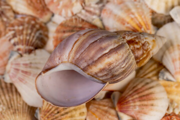empty sea shells in a pile are used as souvenirs , a large number of seashells are in poor condition from improper storage