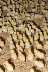 yellow chickens in a poultry farm on a litter of sawdust, small chickens of a meat breed in yellow fluff , industrial chicken farming to provide meat products