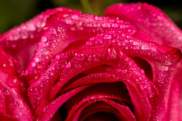 beautiful red roses in drops of water in a large bouquet on top of each other, several wet red...