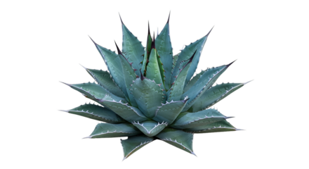 A spiky blue green agave succulent plant showcasing its pointy leaves and rosette shape common in arid regions and desert landscapes