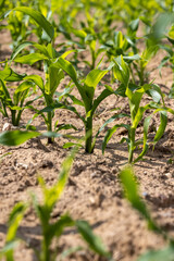 agricultural field with green corn in the summer season, monocultural corn field close up