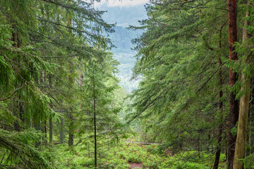 Fir forest on mountain slope at spring overcast day