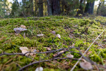 forest with mushrooms and yellowing foliage of trees, wildlife with plants, shrubs and mushrooms in the autumn season