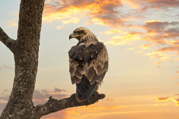 Tawny eagle, Aquila rapax, perched in a tree at sunset, Masai Mara, Kenya. A large bird of prey, also known as the booted eagle. Space for text.