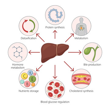 liver functions including detoxification, metabolism, protein synthesis, bile production, cholesterol synthesis, nutrient storage diagram hand drawn schematic raster. Science educational illustration