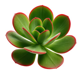 Succulent with fleshy, paddle-shaped leaves and a red margin