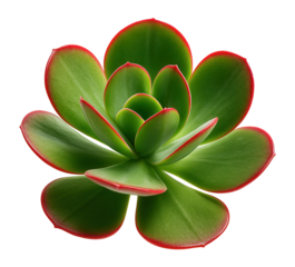 Succulent with fleshy, paddle-shaped leaves and a red margin