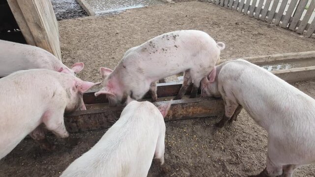 Close-up of dirty, hungry Hungarian domestic pigs eating swill from a trough.