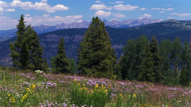 Vail Avon Minturn Redcliff Gore Range Rocky Mountains daisy wildflowers aerial drone Colorado summer blue sky morning pine trees aspen groove Mount Holy Cross Half Moon Pass Wilderness parallax right