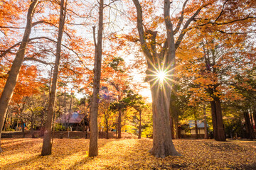 木漏れ日あふれる紅葉の風景
